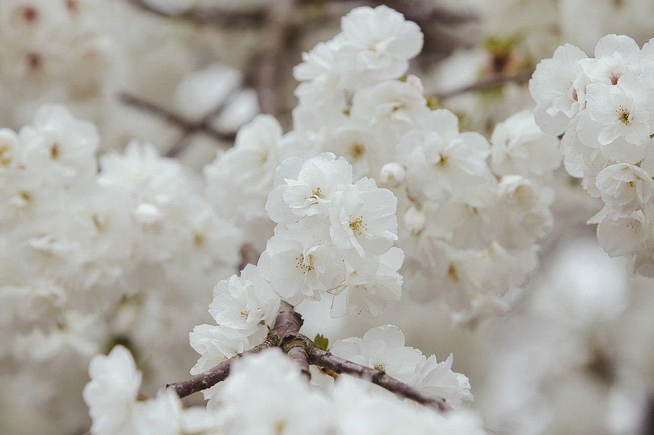 Haiku - Kirschblüte - Günter