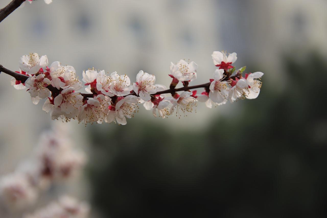 Haiku - Marillenblüte - Günter